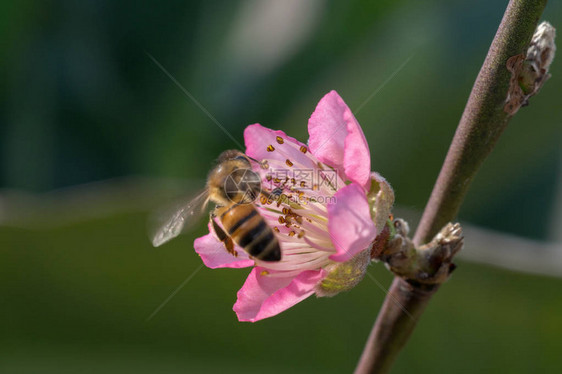 桃花和蜜蜂图片