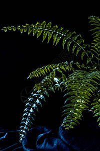 植物绿色蕨类室内植物黑色背景图片