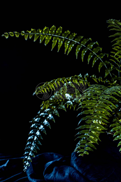 植物绿色蕨类室内植物黑色背景图片
