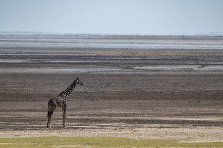 Masaigiraffe站在图片