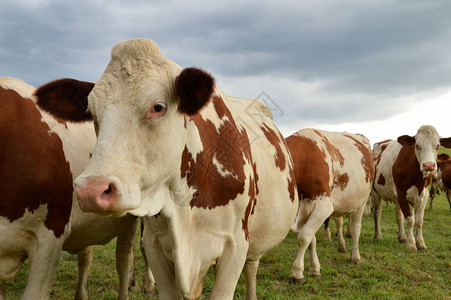 牛群聚集在绿草地上蒙贝利亚尔图片