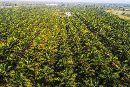 种植油棕榈种植园的田地背景山图片