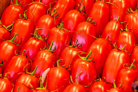 罗马西红柿背景番茄又称番茄加图片