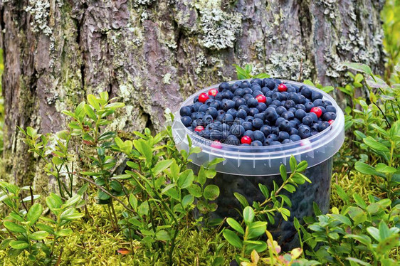 熟的野生莓子在一桶水里图片