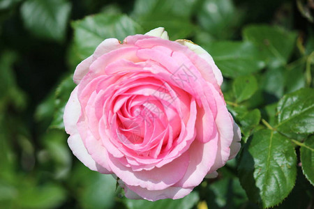 从荷兰博斯科普的玫瑰园中分离出的一种名为Gloriana图片