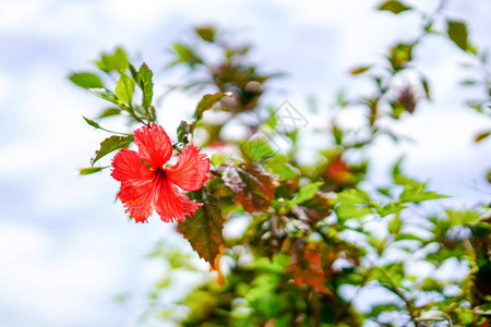 竹富岛的芙蓉图片