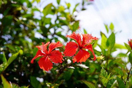 竹富岛的芙蓉背景图片