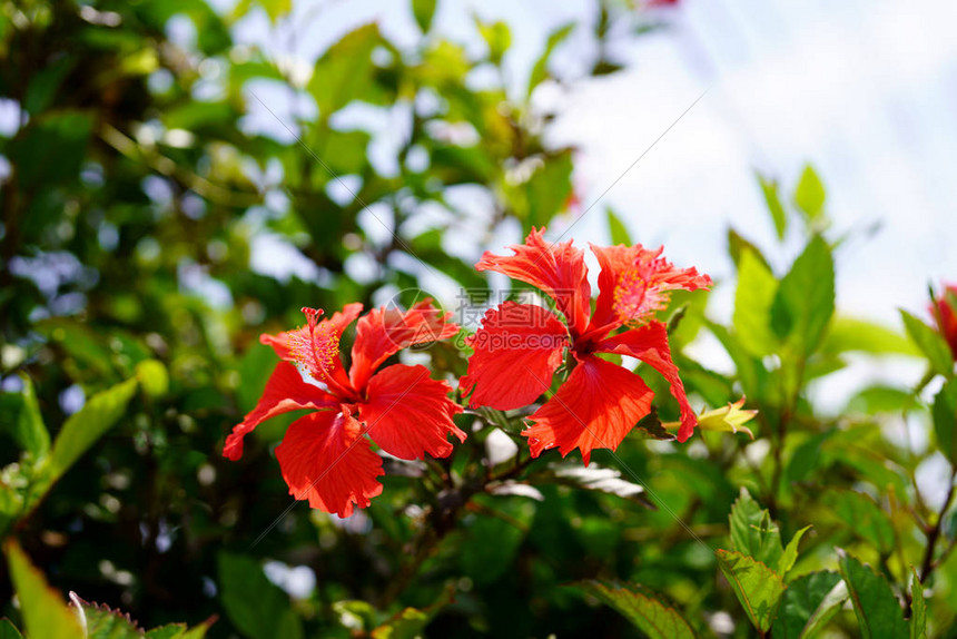 竹富岛的芙蓉图片