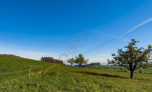 瑞士清晨牧场之间的笔直柏油路以阿尔卑斯山为背景的瑞图片