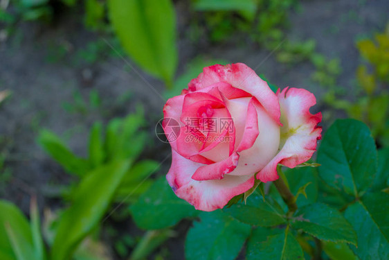 花园里美丽的粉红玫瑰图片