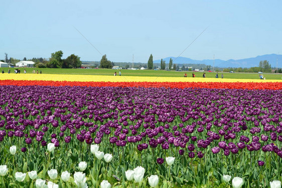 斯卡吉特谷郁金香节黄色和紫色郁金香图片