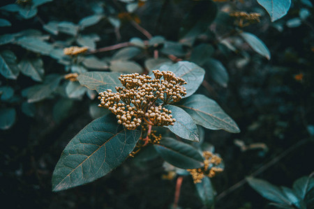 未开花的毒锡图片