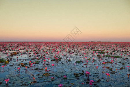 红莲花海美丽的风光背景图片