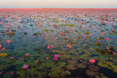 乌隆他尼红莲花海图片