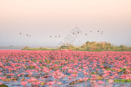 红莲花海是乌隆他尼最著名的景点位于泰图片