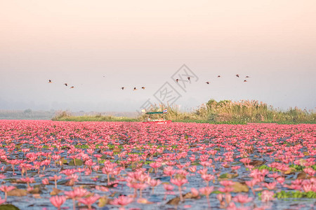 红莲花海是乌隆他尼最著名的景点位于泰背景图片