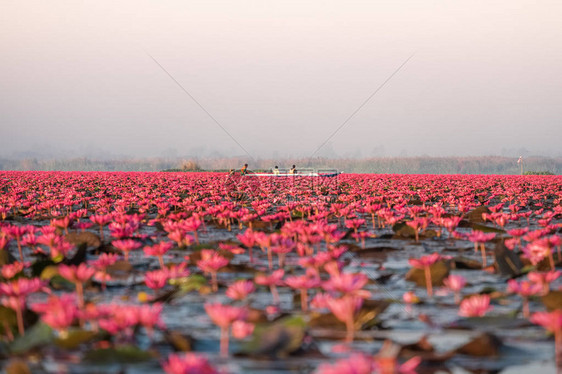 红莲花海是乌隆他尼最著名的景点位于泰图片