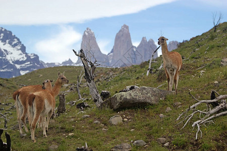 GuanacoLamaguanicoe和TorresdelPaine在智利南部Magallanes地区TorresPaine公图片