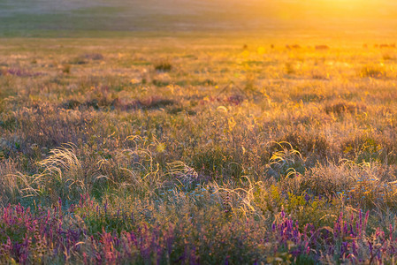 田野上美丽的日落自然背景图片