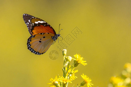 白飞虎或非洲君主蝴蝶Danauschrysippus在黄图片
