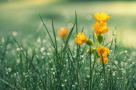 清晨露水中美丽的黄色菊花浅图片