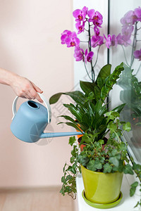 女孩花店从水罐里浇了家用植物的水图片