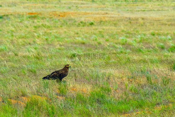 草原鹰坐在黄绿色的草地上图片