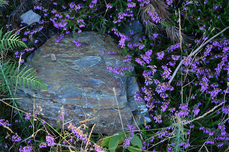 卢戈Rebedul草甸的锦葵花环绕的美丽石头花风景自然2016年8月18日RebedulBecerrea卢戈加图片