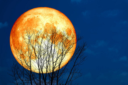 超满血月背影夜空枯树图片