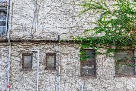 匍匐植物覆盖家庭建筑图片