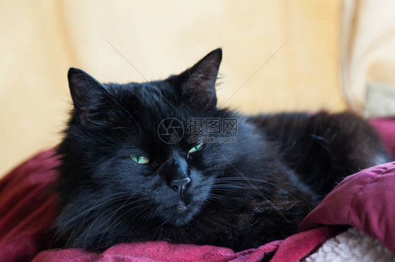 一只长发黑猫绿眼睛躺图片