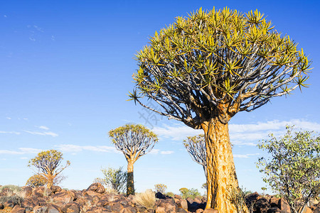 Keetmanshooop的纳米图片