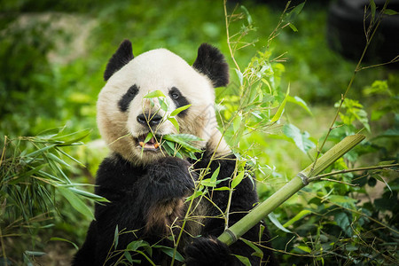 熊猫吃竹笋图片