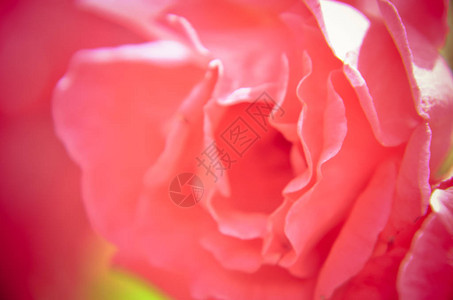 黑暗粉红玫瑰图片