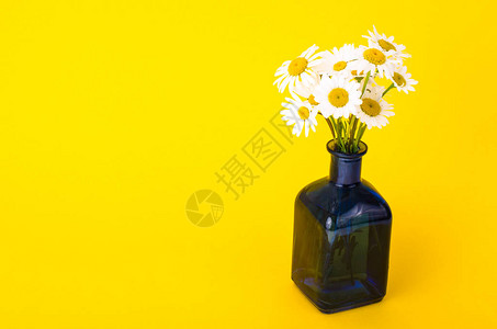 花瓶里的小束白色雏菊工作室照片图片
