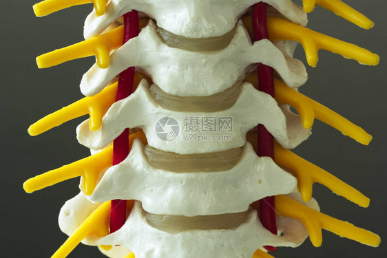 人造颈椎模型特写前视图图片