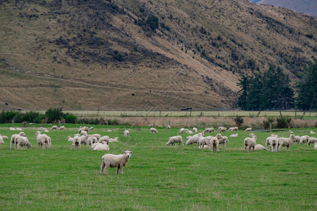 新西兰的羊群养羊是新西兰的图片