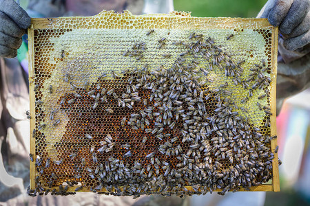 带蜂窝的框架蜜蜂饲养者图片
