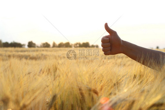 以小麦田背景的手对着小麦田背景显示一个图片