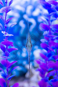 神仙鱼或Pterophyllumscalare观赏鱼图片