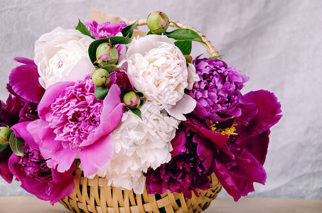 芬芳的牡丹美丽精致的粉红色花朵图片