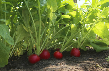 在温室土壤上种植有机红萝卜从自己的花园图片