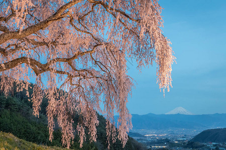 在亚马纳希镇的樱桃树和藤山图片