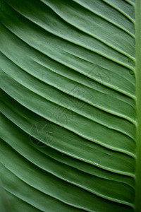 Dieffenbachia绿叶图片