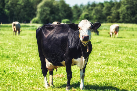 一头荷兰黑白荷斯坦奶牛的肖像图片