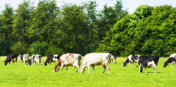 奶牛在田间放牧的看法图片