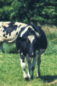 草地上好奇荷斯坦奶牛的肖像图片
