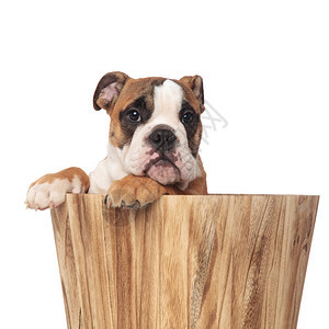 棕色的英国斗牛犬紧贴在木桶里用爪子挂图片