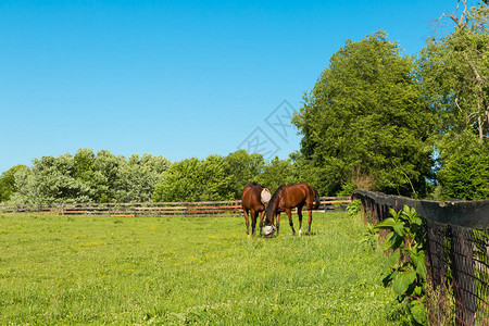 马场绿色牧场的马匹戴苍蝇面罩乡村夏季风图片