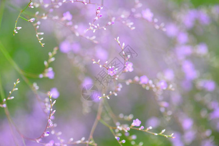 花Limoniumplatyphyllum柔和的花背景背景图片